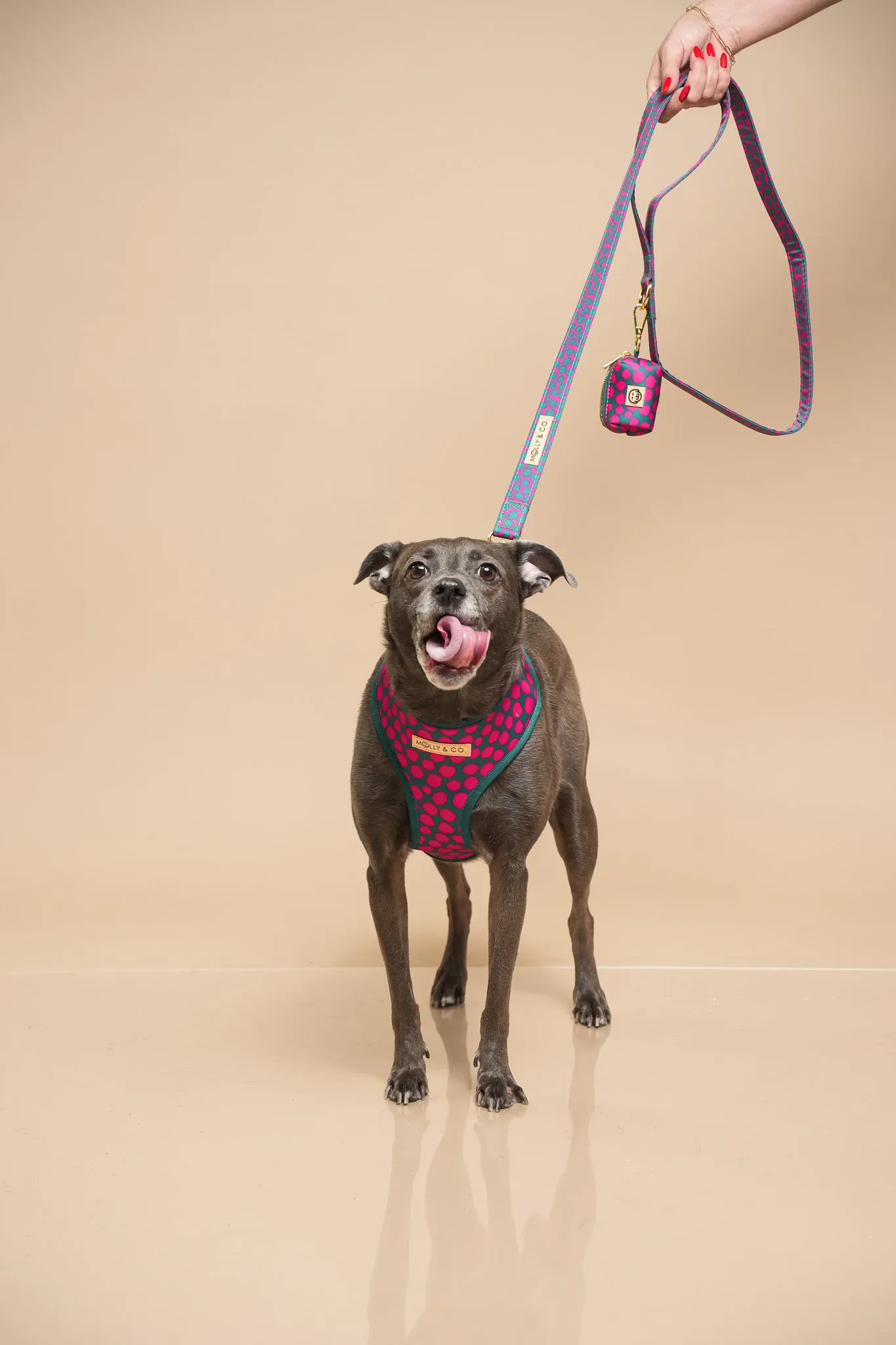 Polka Dogz - Walking Bundle